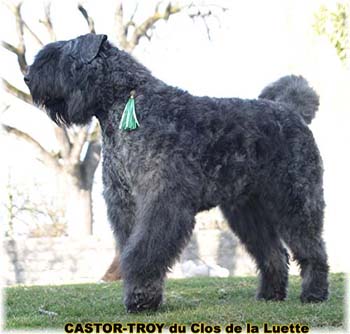 bouvier des flandres du clos de la luette - copyright déposé